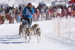 Lenk 2013